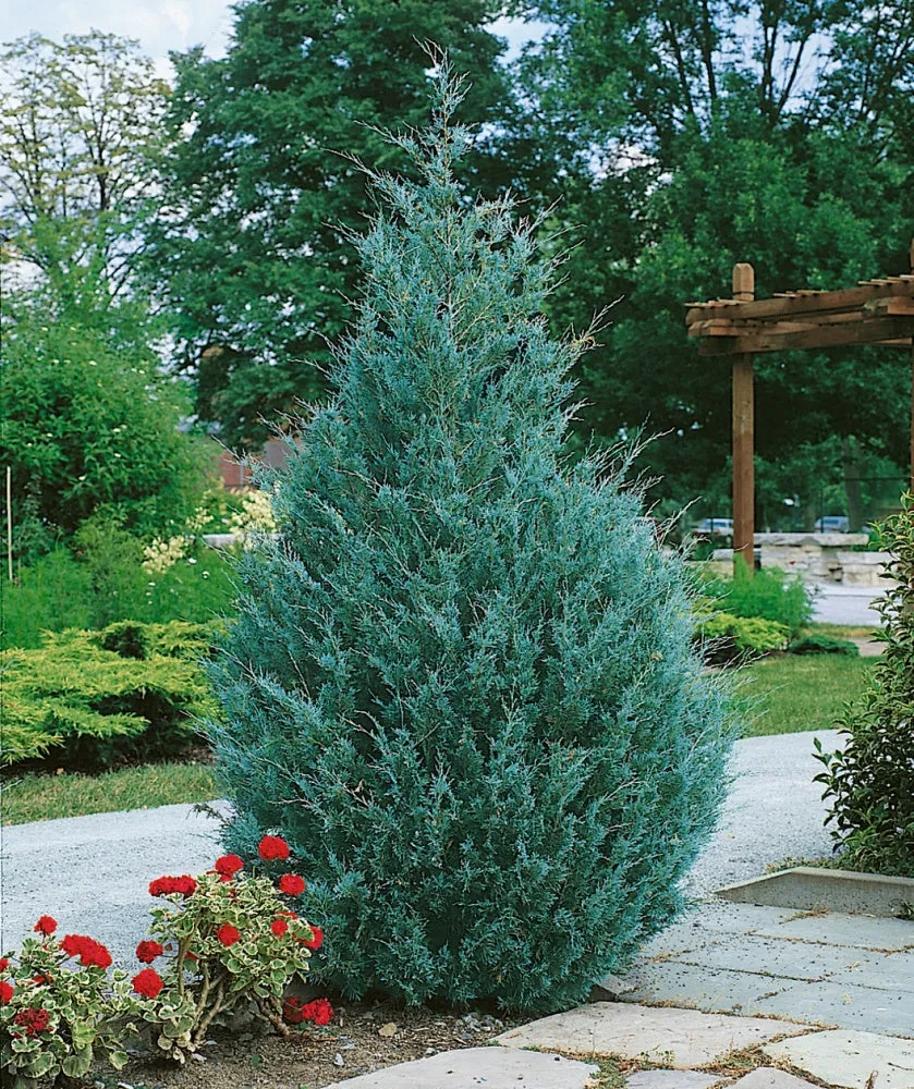 Juniper: 'Wichita Blue' - 6 ft (Au)